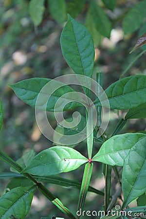 Quassia indica, Niepa Bark Tree, Flowers of India, à¤²à¥‹à¤–à¤‚à¤¡à¥€ Lokhandi, Karinghota, Karingota, Samadera indica Stock Photo